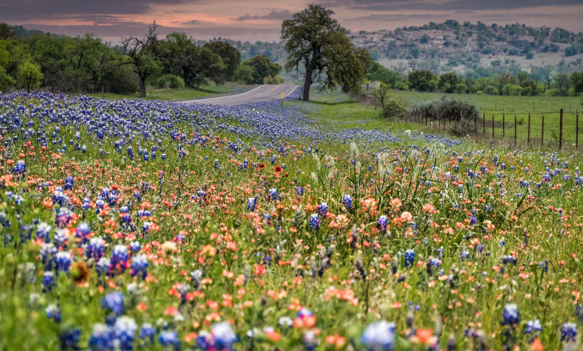 Artificial turf services in Pasadena, TX